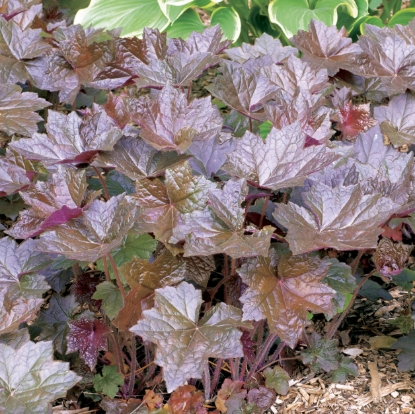 Picture of Heuchera - Bressingham Hybrids